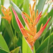 Image of bird of paradise flower