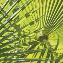 Image of Palm leaf